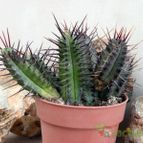 Collecion de Juanmanuel-S-M-