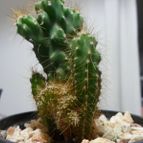 Collecion de JuliaHelena