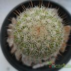 Collecion de JuliaHelena