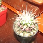 Collecion de Juliandsainea