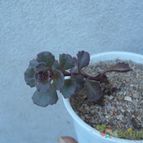 Collecion de Kaktus-grys