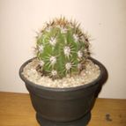 Collecion de Kaktus-grys