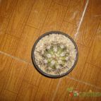 Collecion de Kaktus-grys