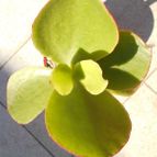 Collecion de Kaktus-grys