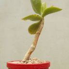 Collecion de Kaktus-grys