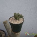 Collecion de Kaktus-grys