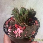 Collecion de Kaktus-grys
