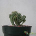 Collecion de Kaktus-grys