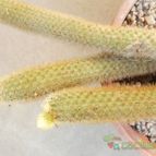 Collecion de Kaktus-grys