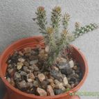 Collecion de Kaktus-grys