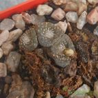 Fotografía tomada por Kaktus-grys