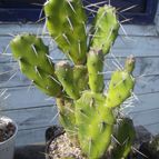 Collecion de Kaktus-grys
