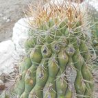 Collecion de Kaktus-grys