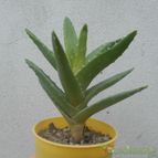 Collecion de Kaktus-grys