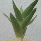 Collecion de Kaktus-grys
