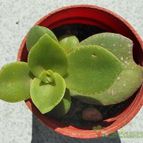 Collecion de Kaktus-grys