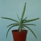 Collecion de Kaktus-grys