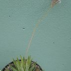 Collecion de Kaktus-grys