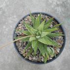 Collecion de Kaktus-grys