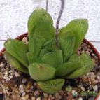 Collecion de Kaktus-grys