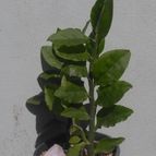 Collecion de Kaktus-grys