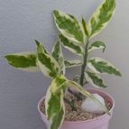 Collecion de Kaktus-grys