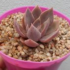 Collecion de Kaktus-grys