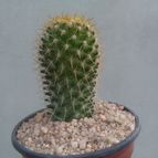Collecion de Kaktus-grys