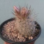 Collecion de Kaktus-grys