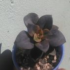 Collecion de Kaktus-grys