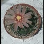 Collecion de Kaktus-grys