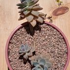 Collecion de Kaktus-grys