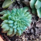 Collecion de Kaktus-grys
