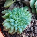 Collecion de Kaktus-grys