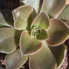 Collecion de Kaktus-grys