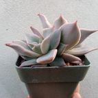 Collecion de Kaktus-grys