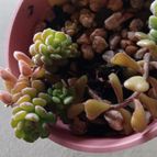 Collecion de Kaktus-grys