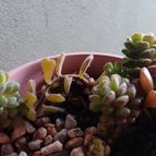 Collecion de Kaktus-grys