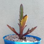 Collecion de Kaktus-grys