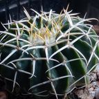 Collecion de Kaktus-grys