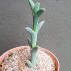Collecion de Kaktus-grys