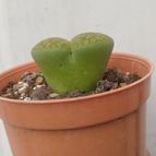 Collecion de Kaktus-grys