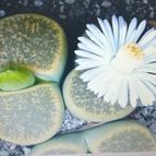 Collecion de Kaktus-grys