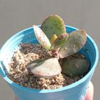 Collecion de Kaktus-grys