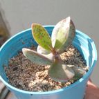 Collecion de Kaktus-grys