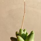 Collecion de Kaktus-grys