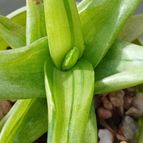 Alworthia cv. Black Gem (Haworthia cymbiformis x Aloe speciosa) fma. variegada