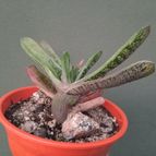 Gasteria cv. Little Warty (Gasteria batesiana x Gasteria cv. Old Man Silver)