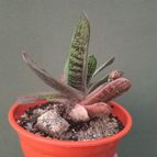 Gasteria cv. Little Warty (Gasteria batesiana x Gasteria cv. Old Man Silver)