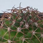 Collecion de Kaktus-grys